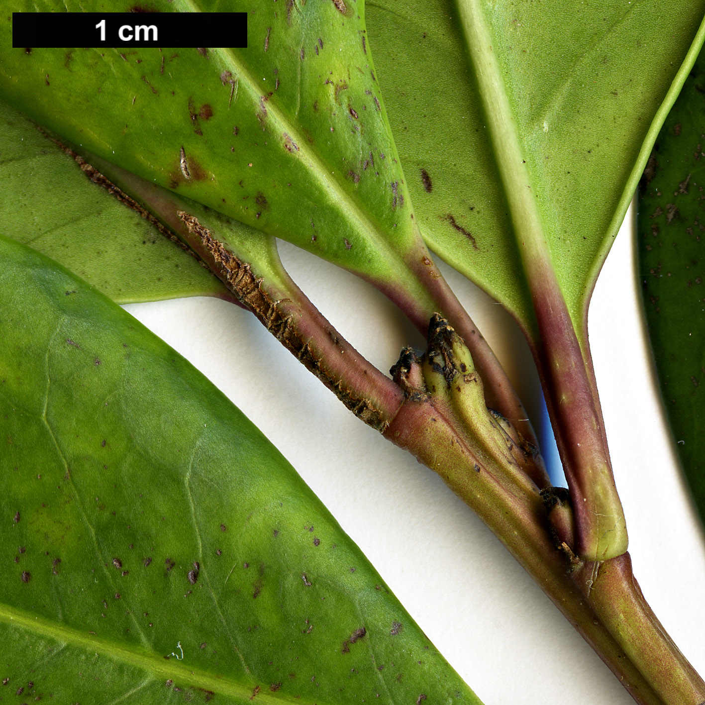 High resolution image: Family: Aquifoliaceae - Genus: Ilex - Taxon: canariensis